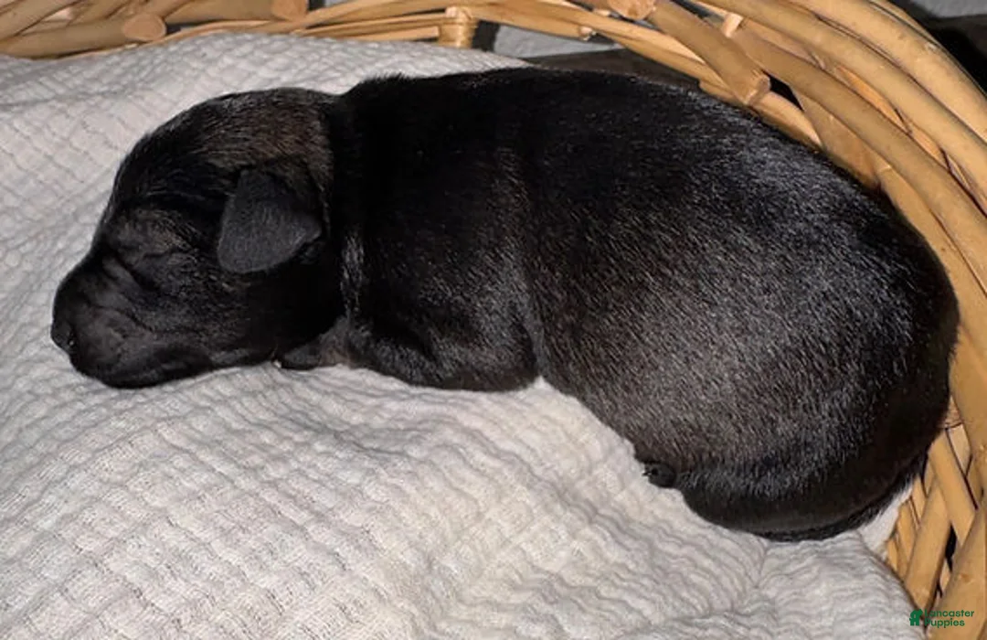 Miniature Schnauzer dogs for sale: Moose - Ad 4