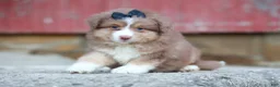 Miniature Australian Shepherd dogs for sale: LUCKY - Ad 5