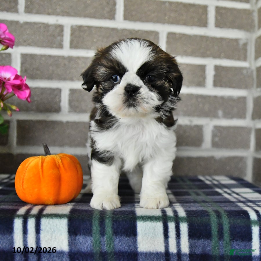 Shih Tzu dogs Carson - Ad 1