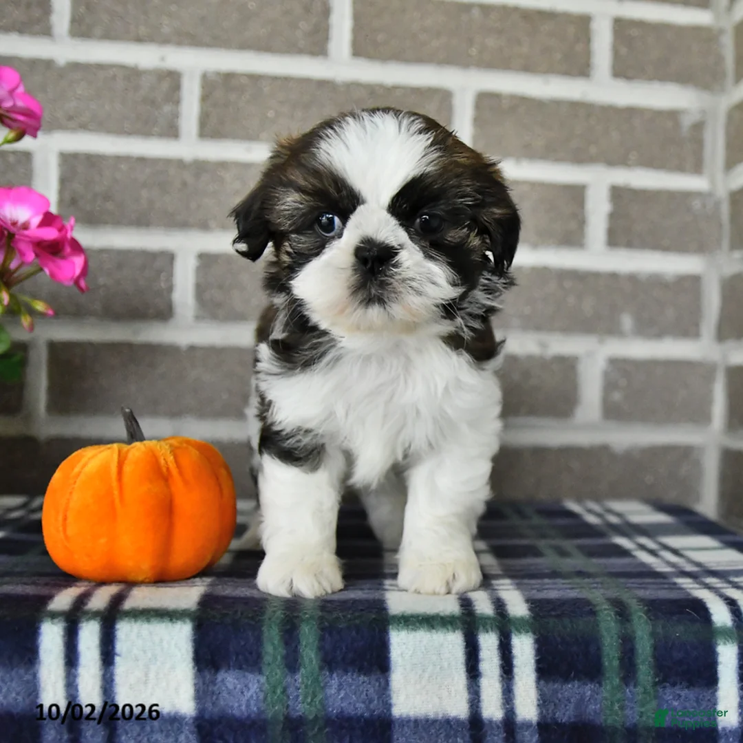 Shih Tzu dogs for sale: Carson - Ad 1