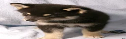 Pomsky dogs for sale: Bear - Ad 5