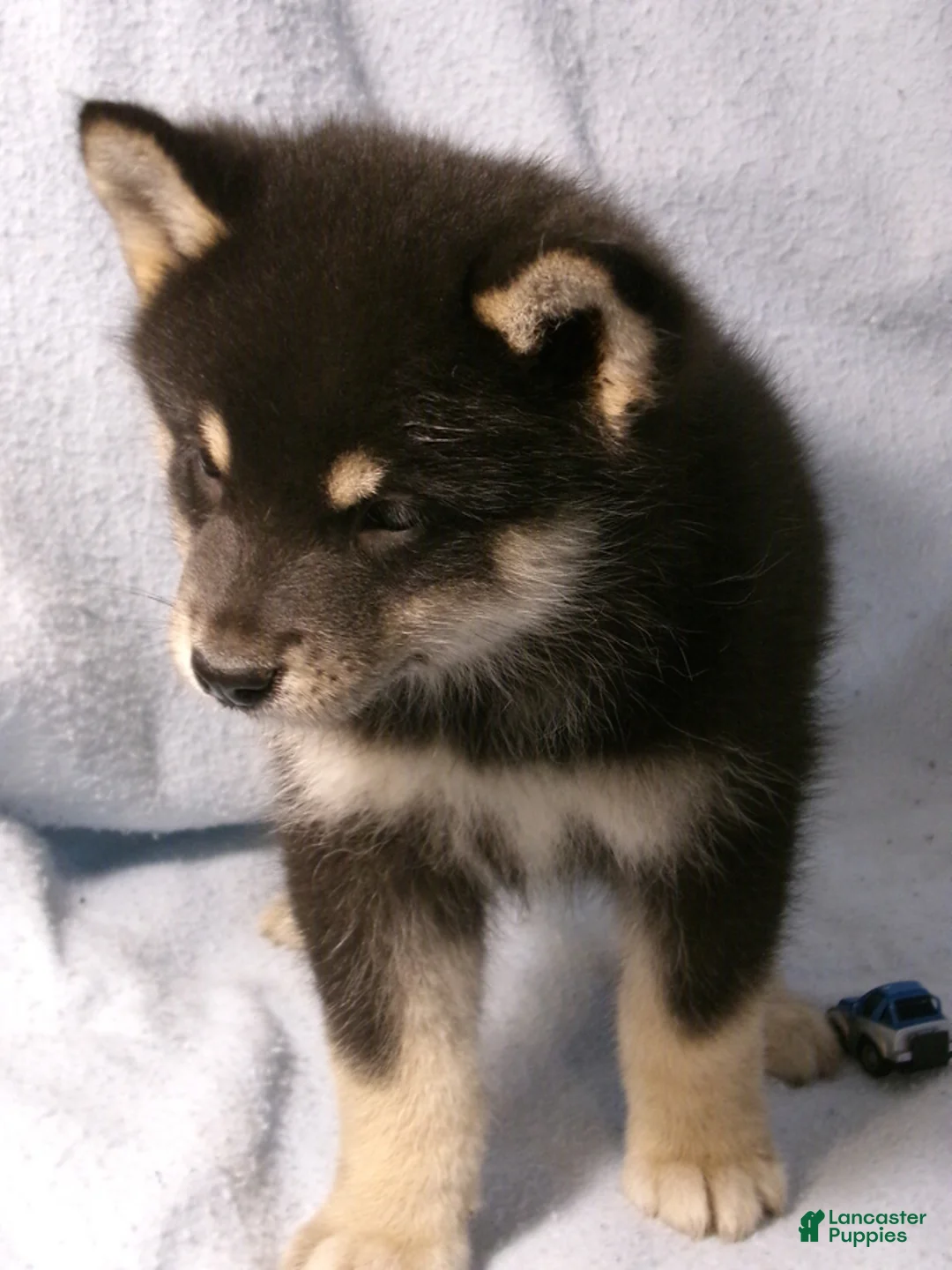 Pomsky dogs for sale: Bear - Ad 5