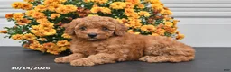 Bichpoo dogs for sale: Lola - Ad 5