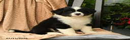 Australian Shepherd dogs for sale: Mason - Ad 3