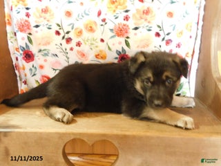 German Shepherd dogs - Ad 31