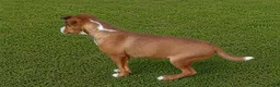 Mixed Breed dogs for sale: 1/2 Blue Heeler 1/2 Bulldog,  Nationwide delivery  - Ad 2