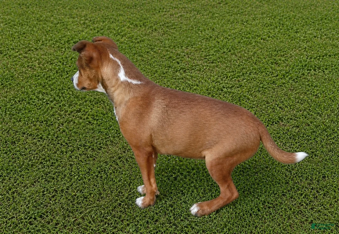Mixed Breed dogs for sale: 1/2 Blue Heeler 1/2 Bulldog,  Nationwide delivery  - Ad 2