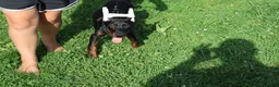 Doberman Pinscher dogs for sale: Doberman Pinscher 1 - Ad 25