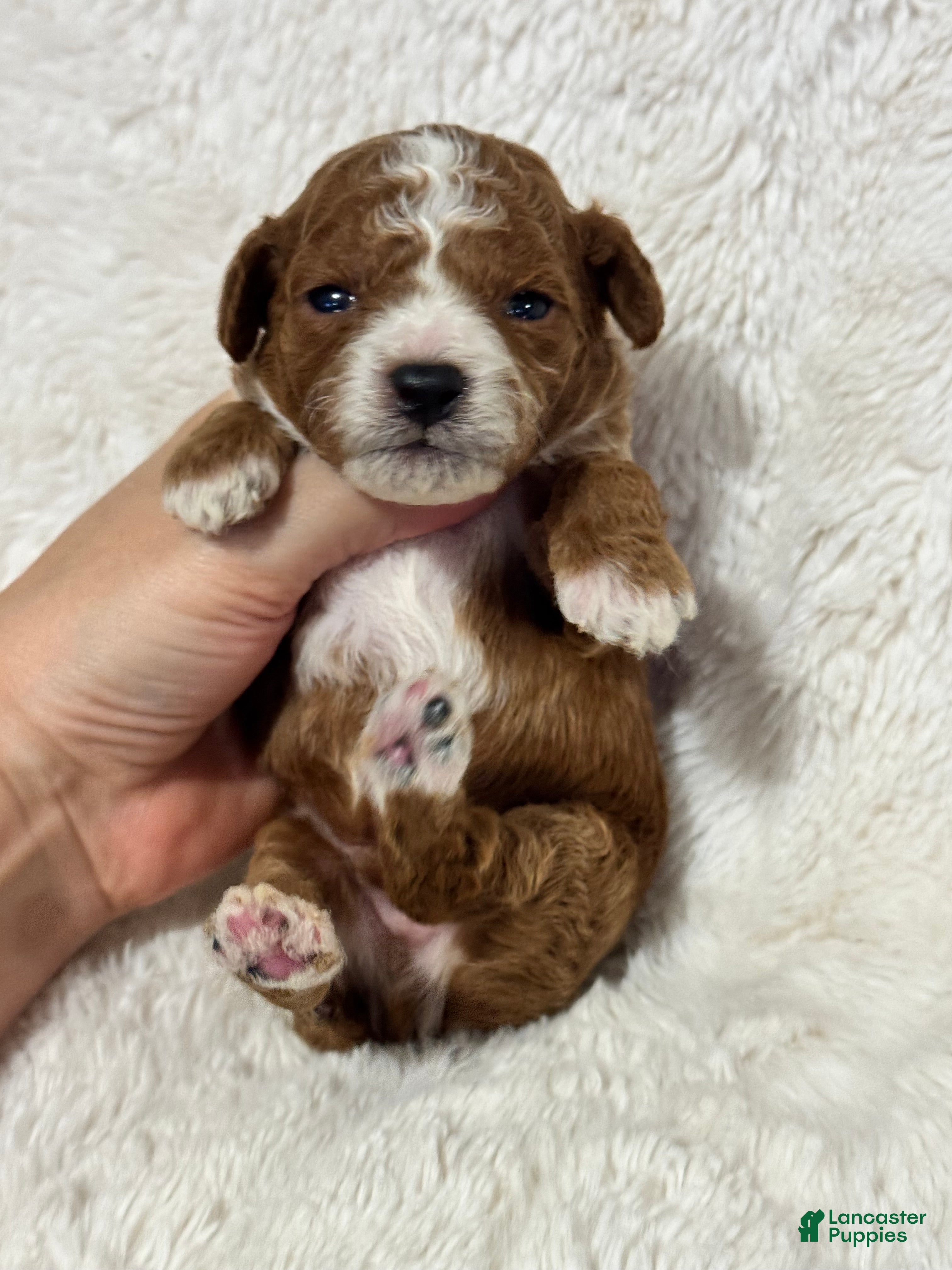 Toy Poodle dogs Teddy - Ad 25