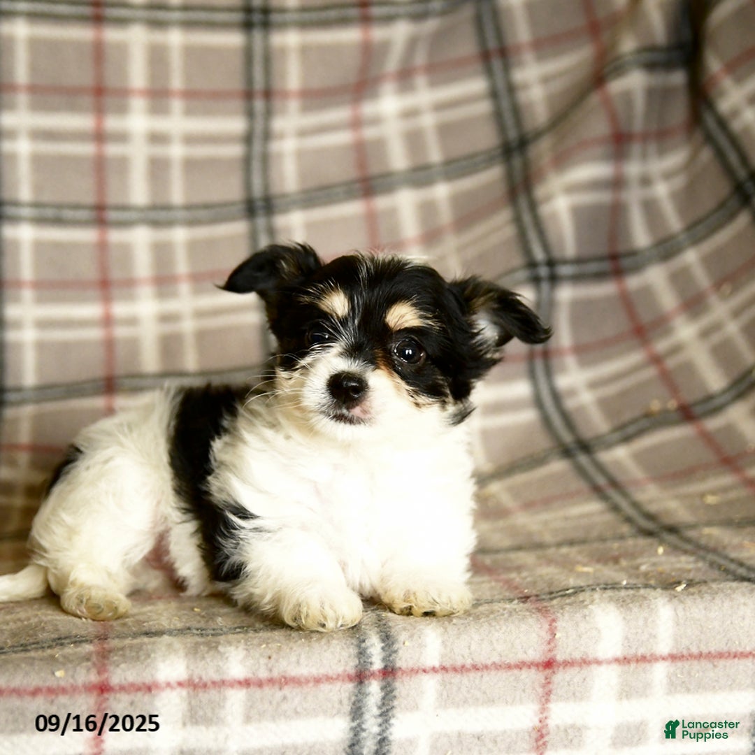 Morkie dogs for sale: Heidi - Ad 6