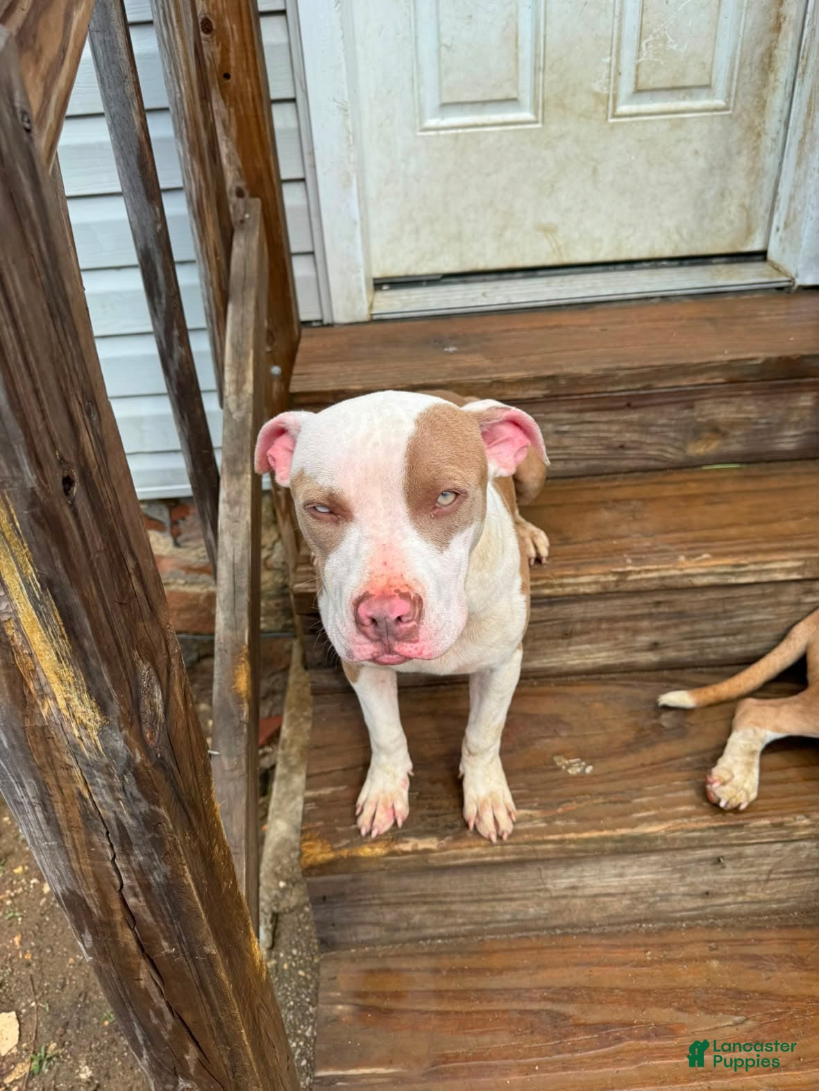 American Pit Bull Terrier dogs Jessie - Ad 2