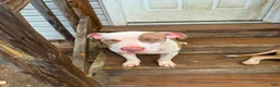 American Pit Bull Terrier dogs for sale: Jessie - Ad 2