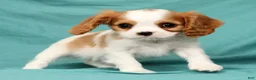 Cavalier King Charles Spaniel dogs for sale: Niko - Ad 2