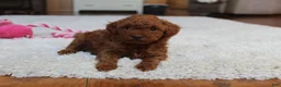 Toy Poodle dogs for sale: Melody - Ad 4
