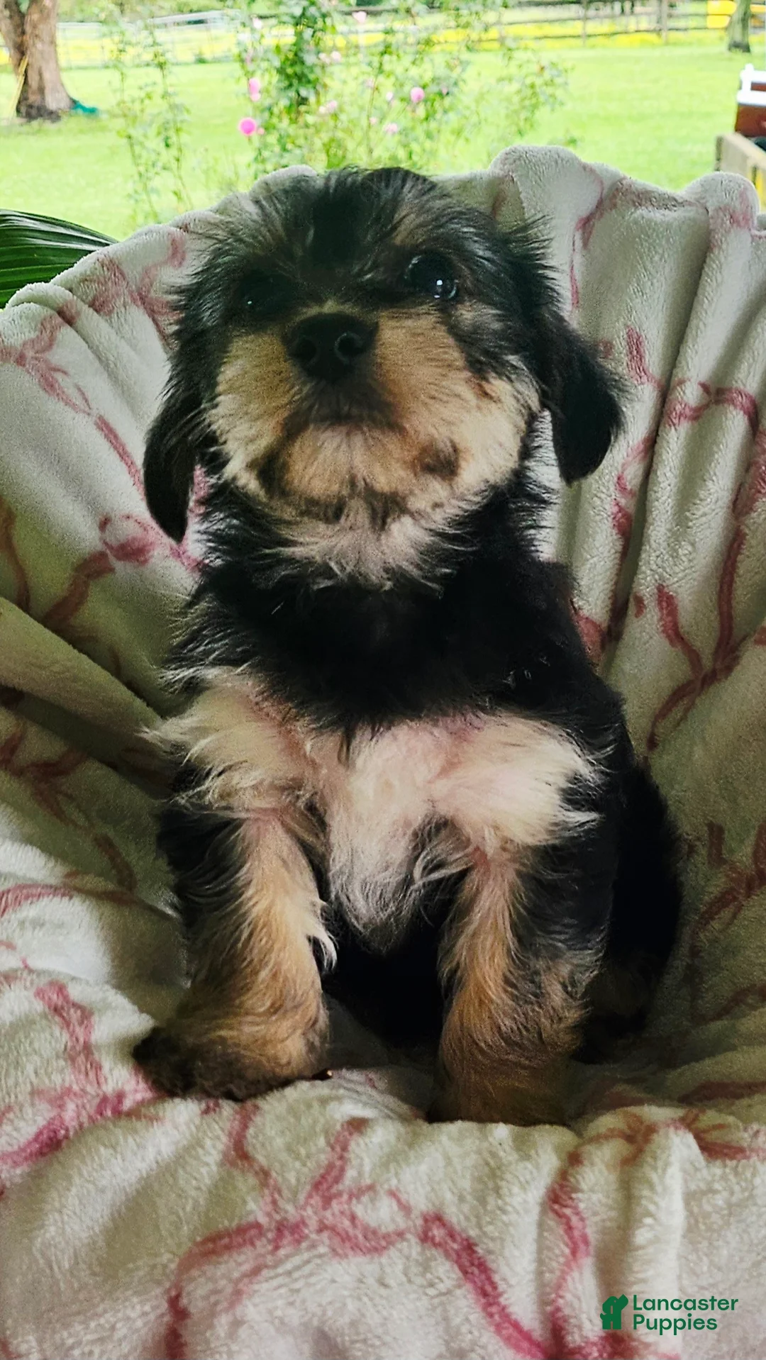 Yorkshire Terrier dogs for sale: Lilly - Ad 9
