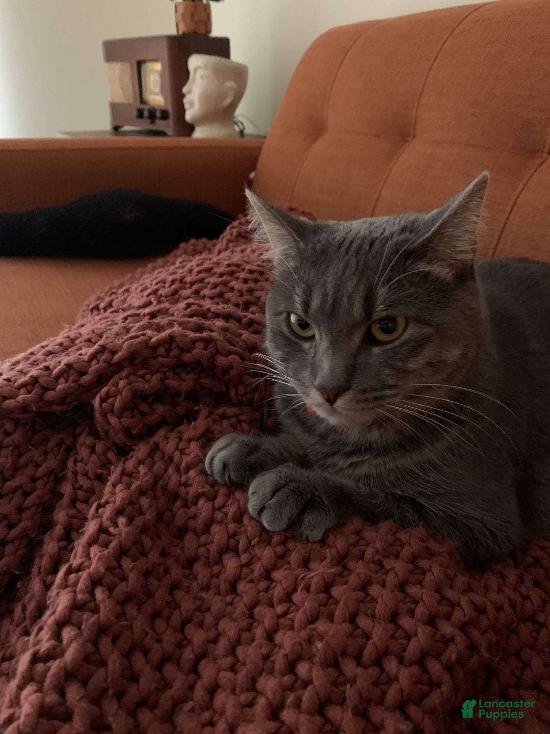 Mixed Breed dogs for sale: rosy - Ad 12