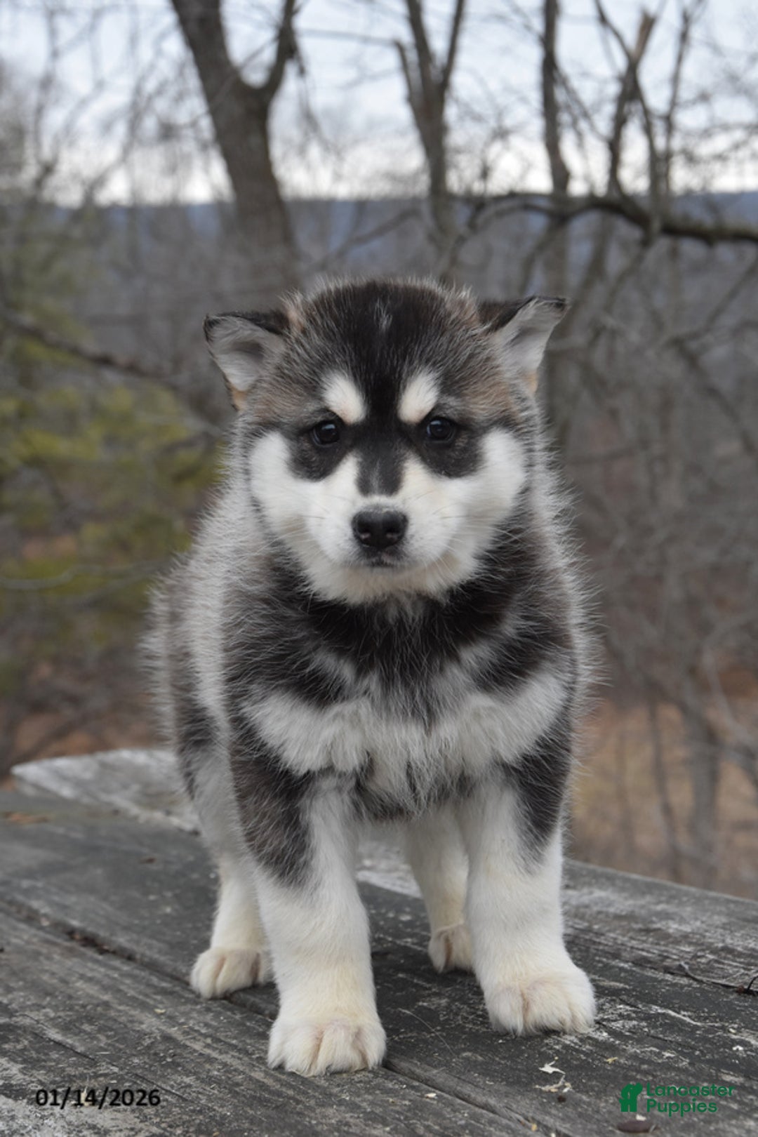 Gerberian Shepsky dogs for sale: Pancake - Ad 1