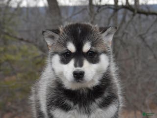 Gerberian Shepsky dogs Pancake - Ad 7