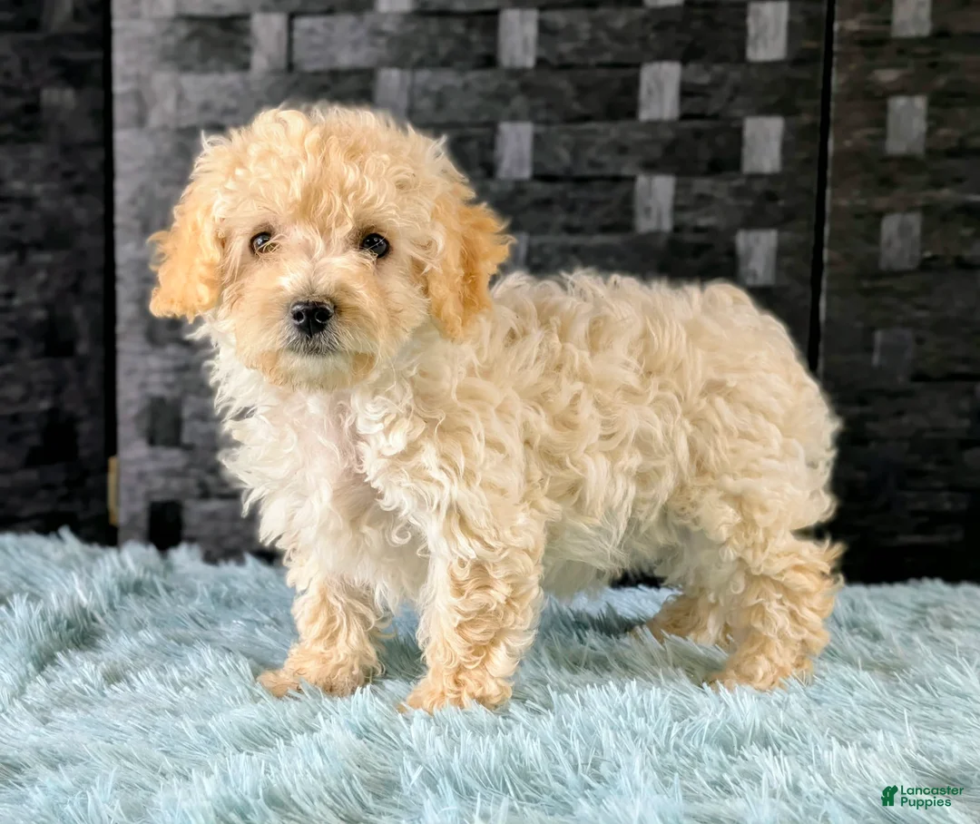 Bichpoo dogs for sale: Missy - Ad 3