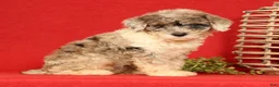 Miniature Poodle dogs for sale: Missy - Ad 4