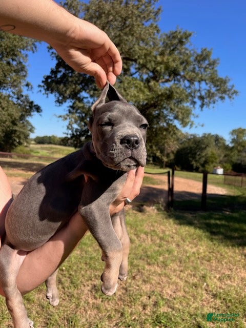 Cane Corso dogs Girl - Ad 1