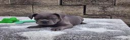 French Bulldog dogs for sale: Sophie  - Ad 8