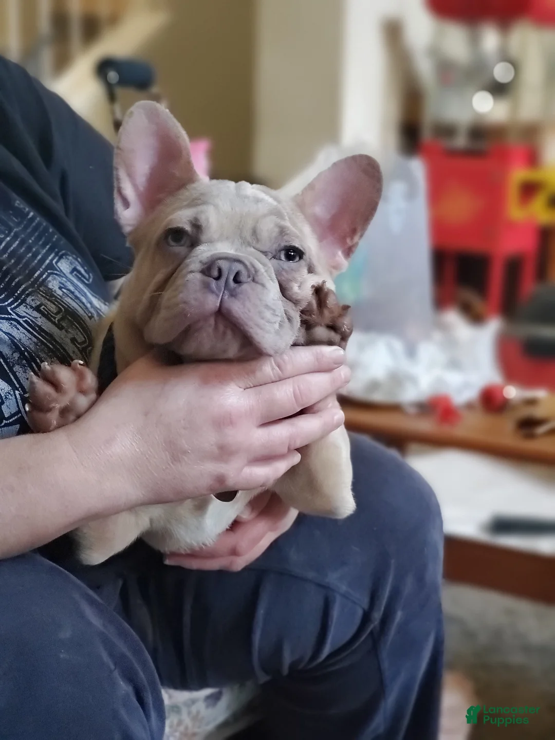 French Bulldog dogs for sale: Creamy - Ad 1