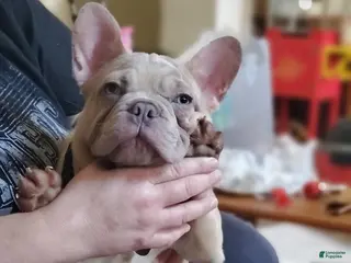 French Bulldog dogs Creamy - Ad 28