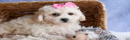 Bichpoo dogs for sale: NANCY - Ad 15