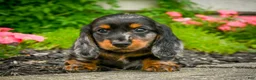 Miniature Dachshund dogs for sale: AKC-Jewel - Ad 1