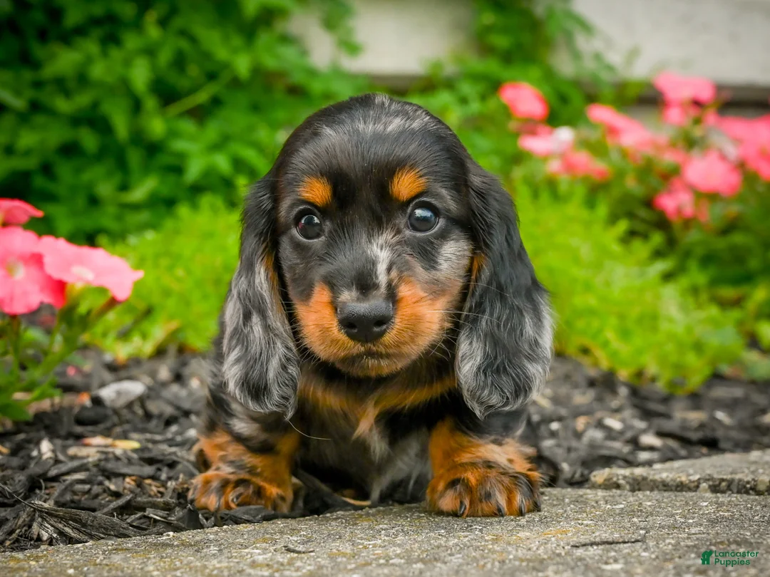 Miniature Dachshund dogs for sale: AKC-Jewel - Ad 1