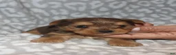 Yorkshire Terrier dogs for sale: Merle male 1 - Ad 3