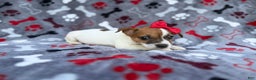 Jack Russell Terrier dogs for sale: Briar - Ad 4