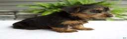 Yorkshire Terrier dogs for sale: Bella - Ad 5