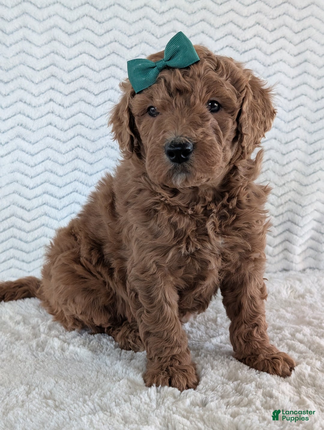 Goldendoodle dogs for sale: Teddy - Ad 17
