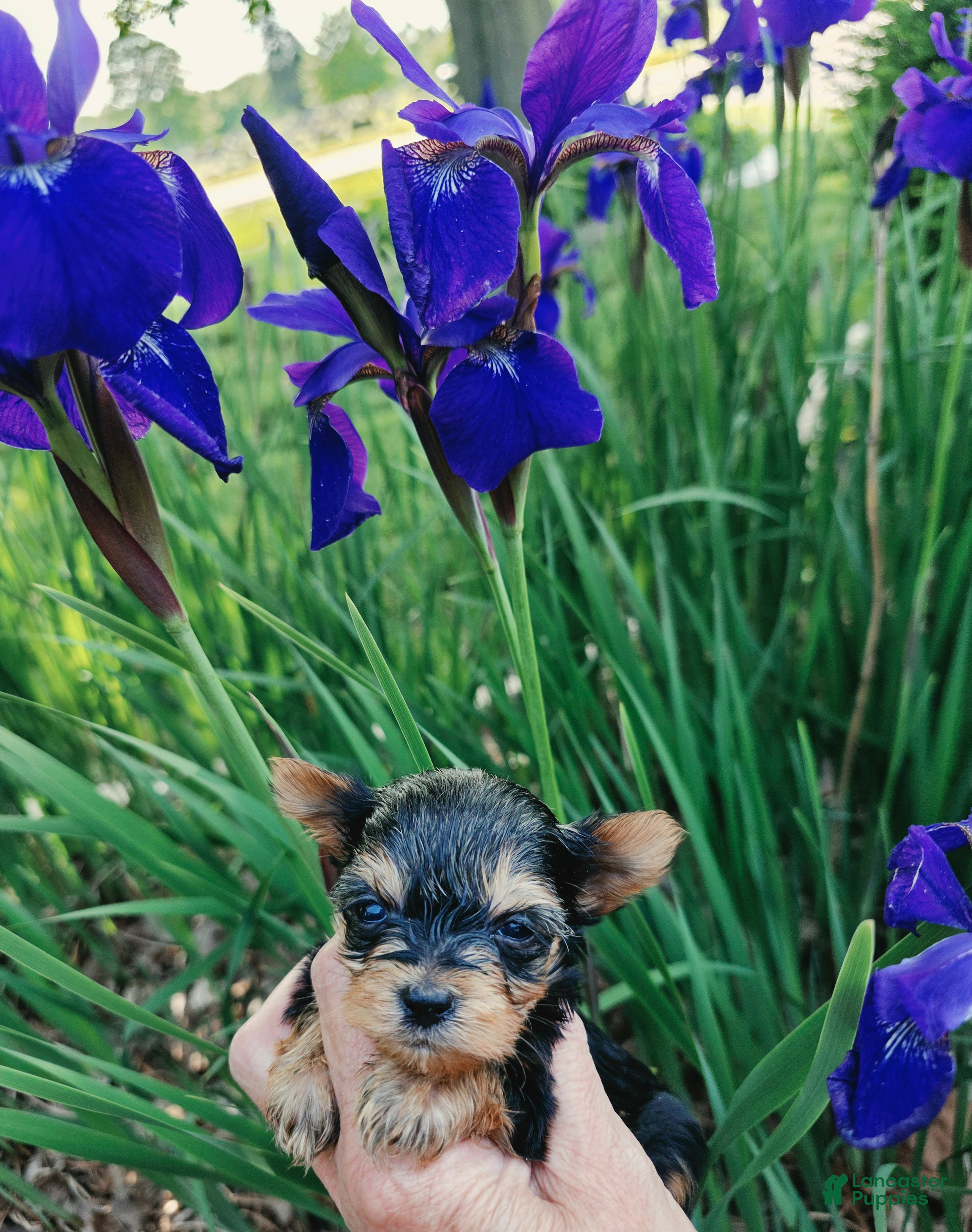 Yorkshire Terrier dogs Bear - Ad 2