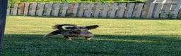 Doxiepoo dogs for sale: Biggie booty  - Ad 6