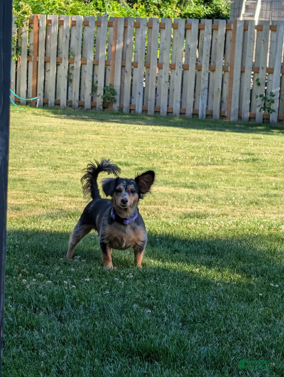 Doxiepoo dogs for sale: Biggie booty  - Ad 6