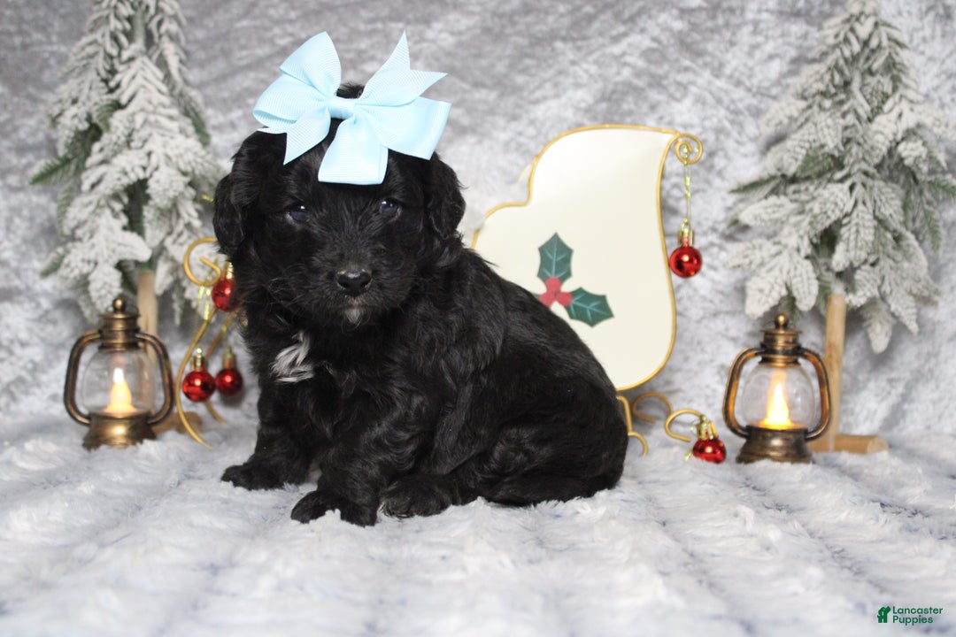Aussiedoodle dogs for sale: Mia  - Ad 4