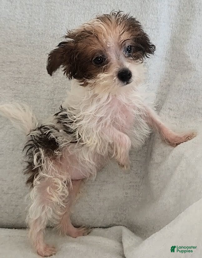 Mixed Breed dogs for sale: Tassy - Ad 4