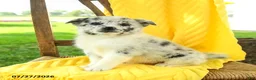 Pomsky dogs for sale: Ruby - Ad 1