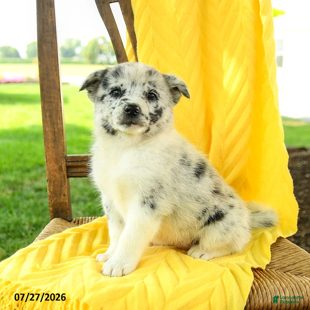 Pomsky dogs for sale: Ruby - Ad 1