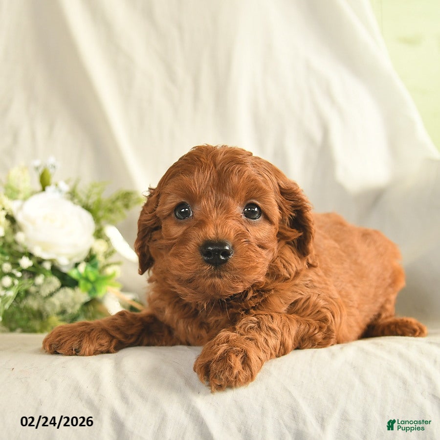 Mixed Breed dogs Wonka  - Ad 2