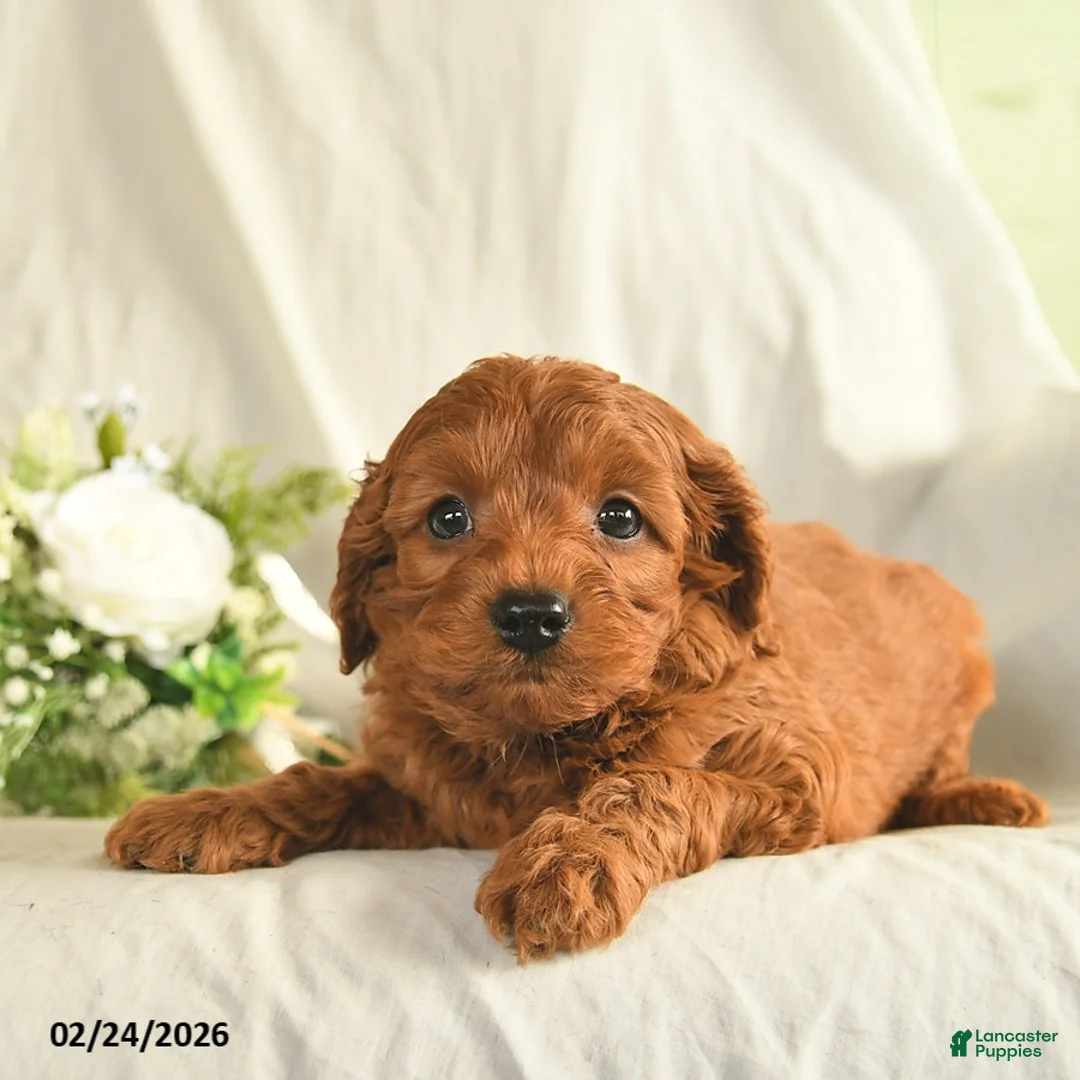Mixed Breed dogs for sale: Wonka  - Ad 2