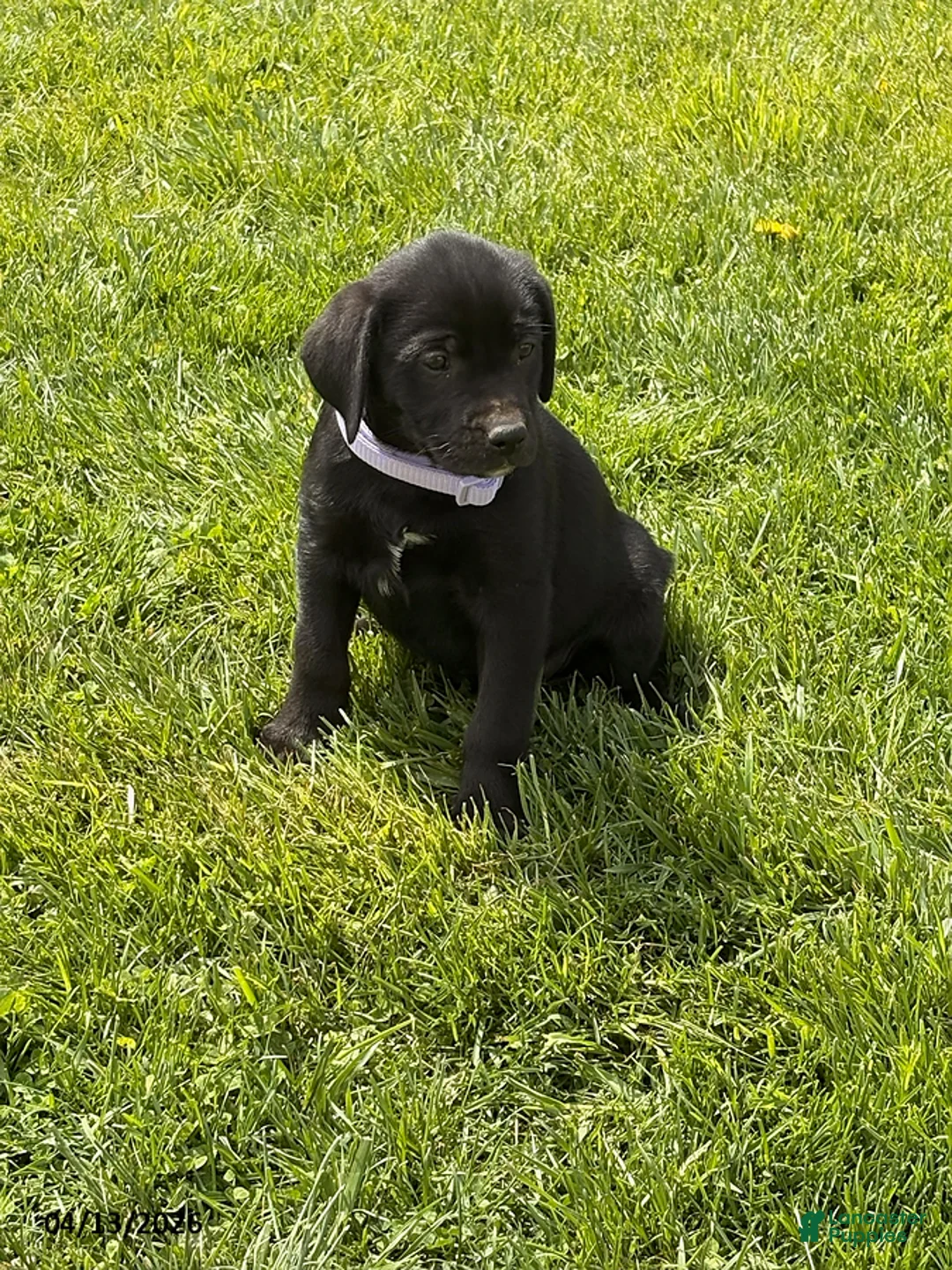 Mixed Breed dogs for sale: Candy - Ad 1