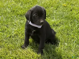 Mixed Breed dogs Candy - Ad 26