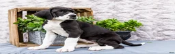 Great Dane dogs for sale: Kim - Ad 12