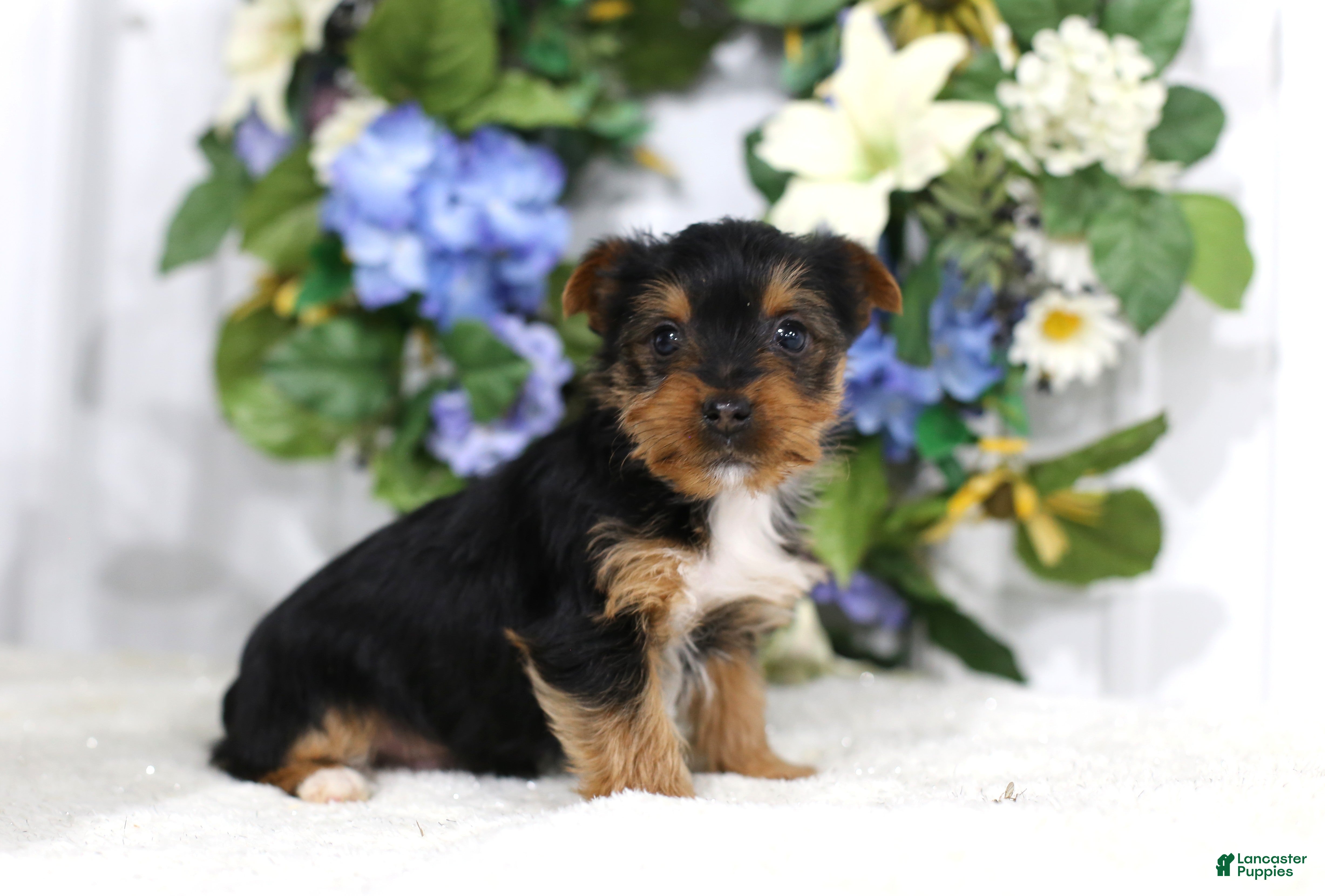 Yorkshire Terrier dogs Logan - Ad 1