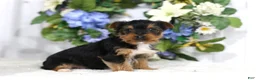Yorkshire Terrier dogs for sale: Logan - Ad 1