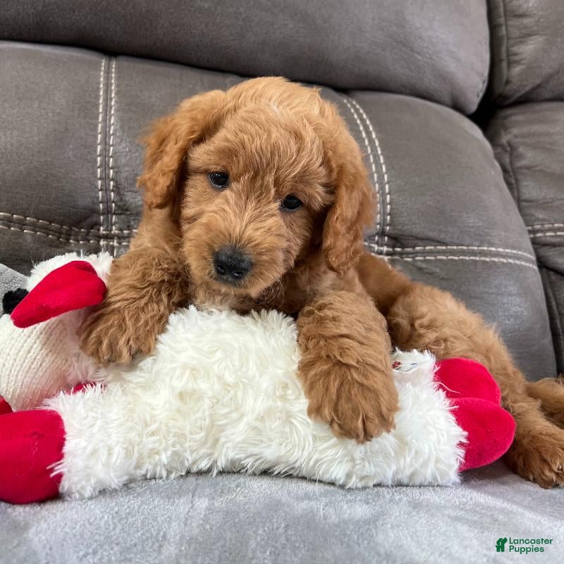Mini Goldendoodle dogs Sully(Micro Mini Boy) - Ad 1